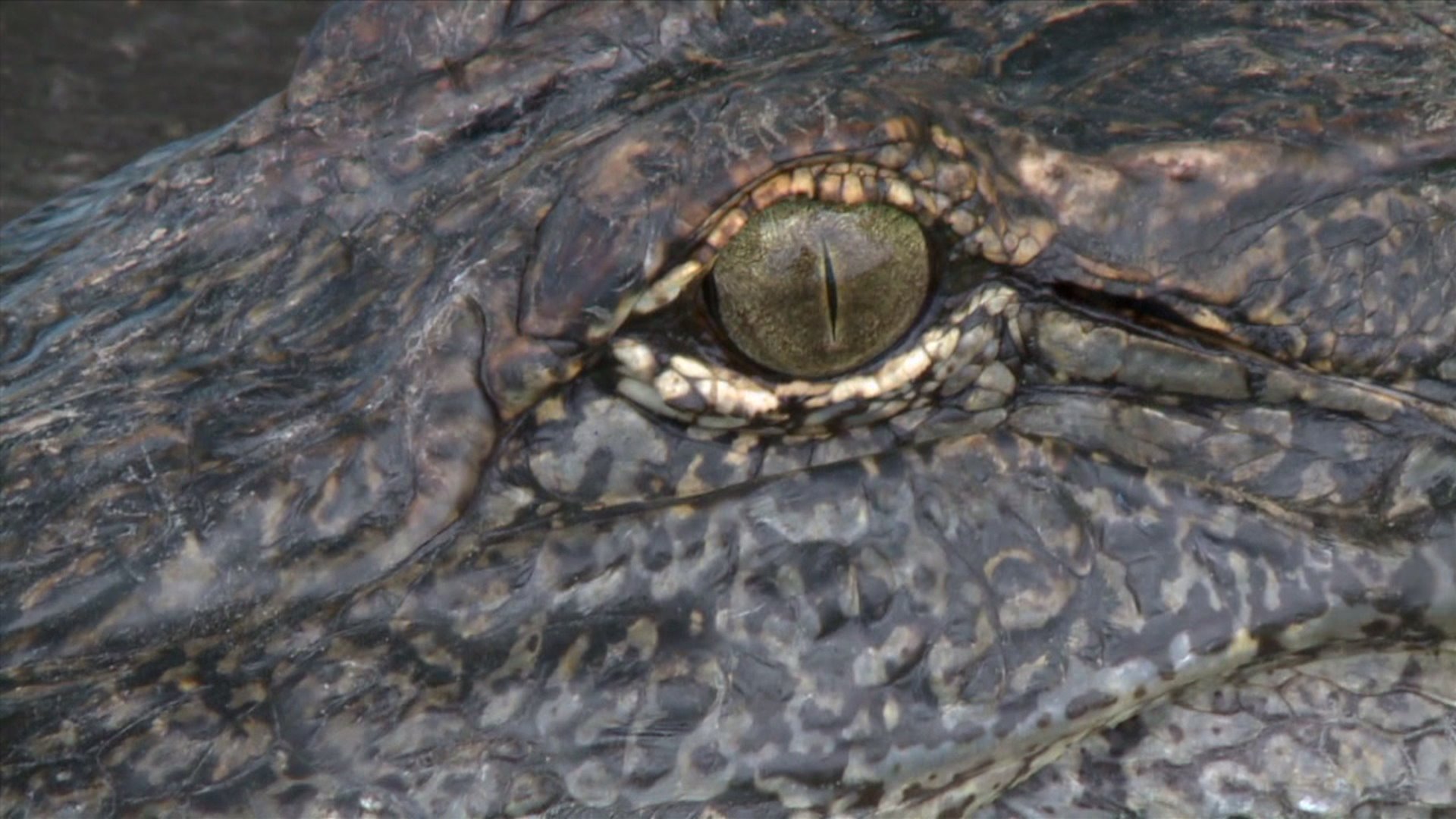 Alligator stock Alligator stock
