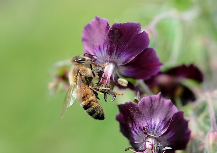 Bumble bee Bumble bee