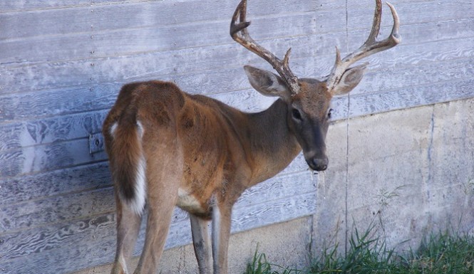 A deer has been found infected with Chronic Wasting Disease in Texas