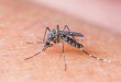 Health officials probe tie between Zika, paralyzing syndrome