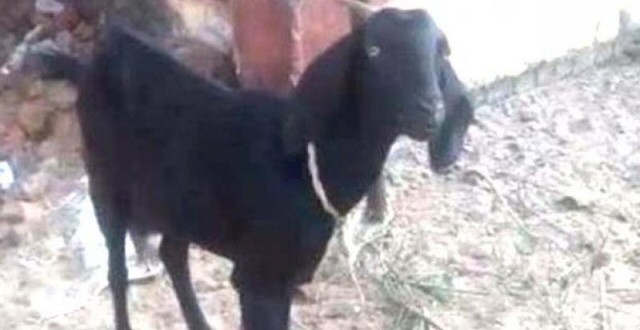 Goat arrested in India for grazing in judge’s garden