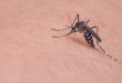 Brazil minister says no doubt Zika connected to microcephaly