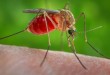 The Latest: Zika virus reporting to be mandatory in Brazil
