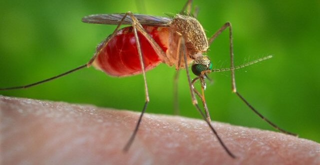 The Latest: Zika virus reporting to be mandatory in Brazil