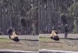 Visitor caught on camera petting a bison at Yellowstone National Park