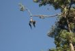 Eagle-eyed Army sharpshooter frees eagle hanging upside down in tree